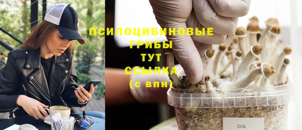 PSILOCYBIN Белокуриха